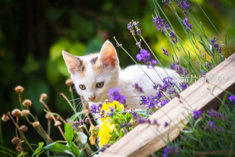 小猫在花园里玩