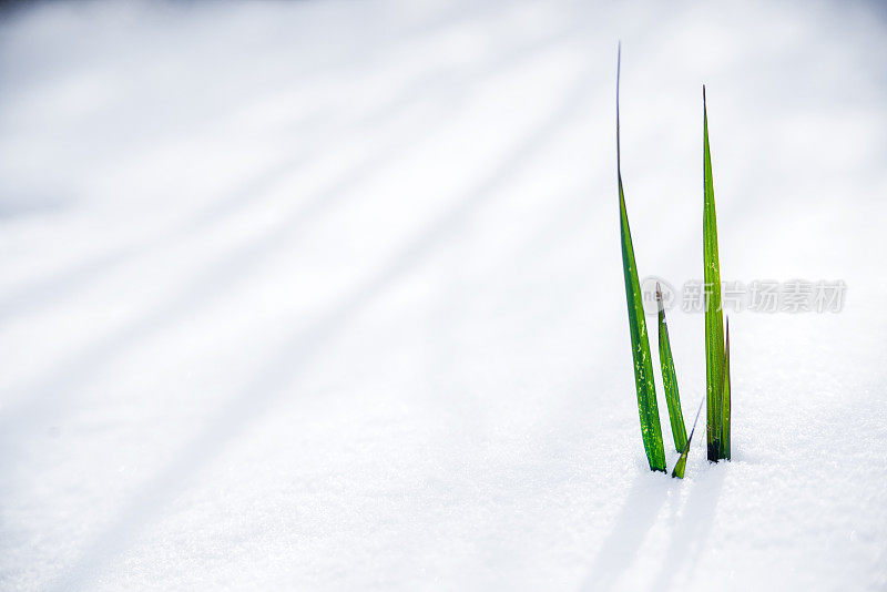 草在雪中生长的照片