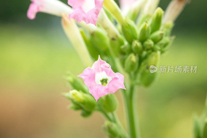 在夏日阳光下，烟草在田间开花