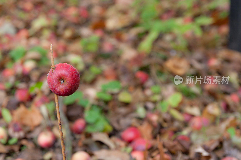 把苹果塞在棍子上，