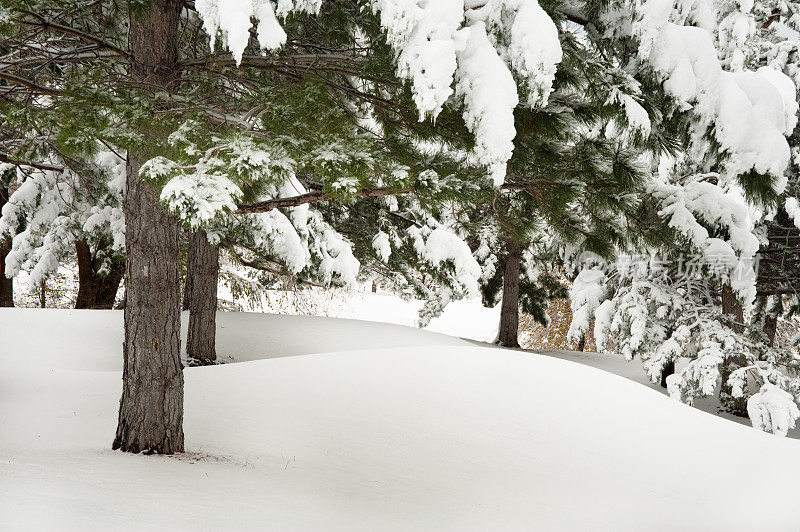 树木和雪