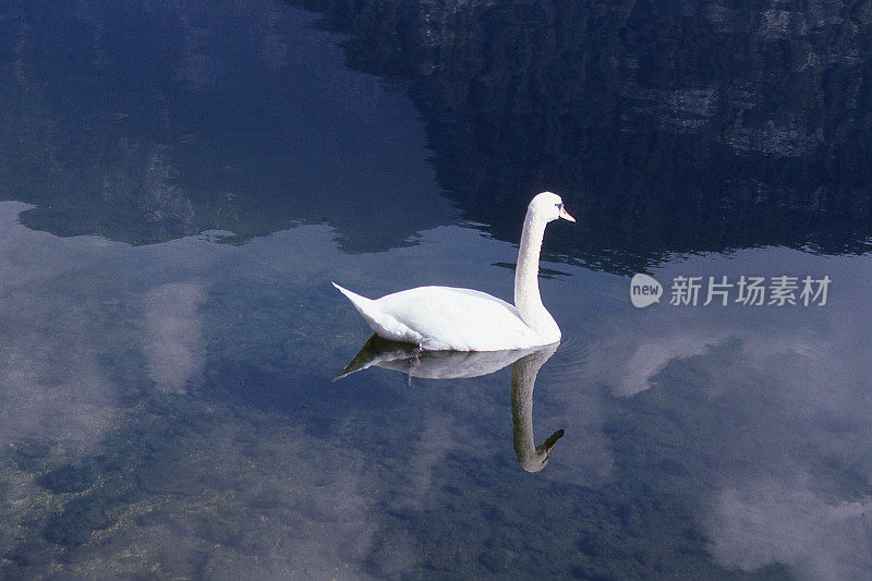 特写单白天鹅游泳哈尔施塔特看到或奥地利湖