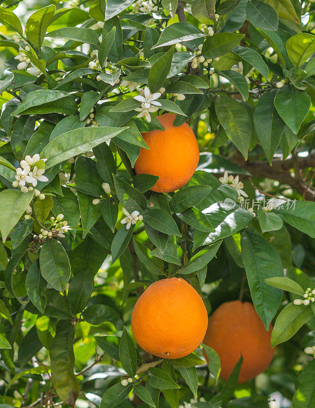 在西班牙，橘子、水果和白色的花朵挂在树上