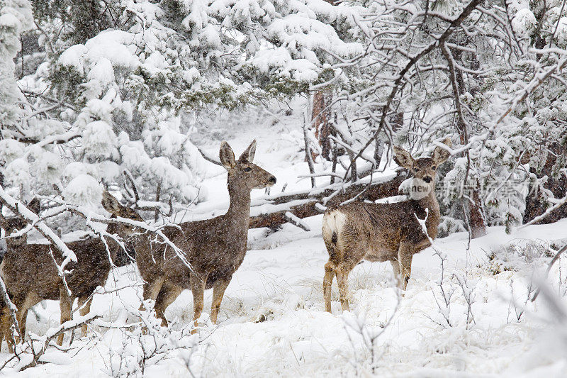 大雪中的骡鹿