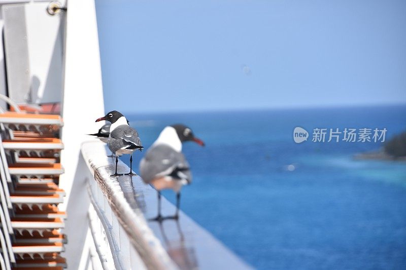 鸟坐在船的边缘