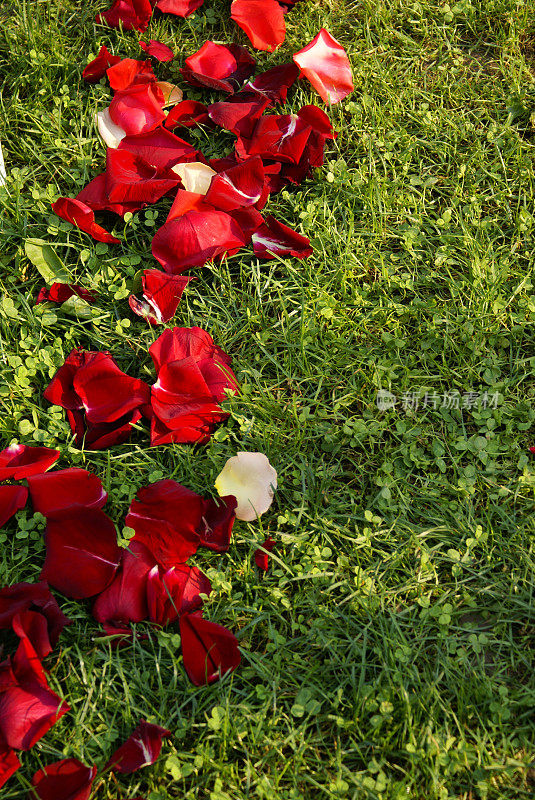 草地上的玫瑰花瓣