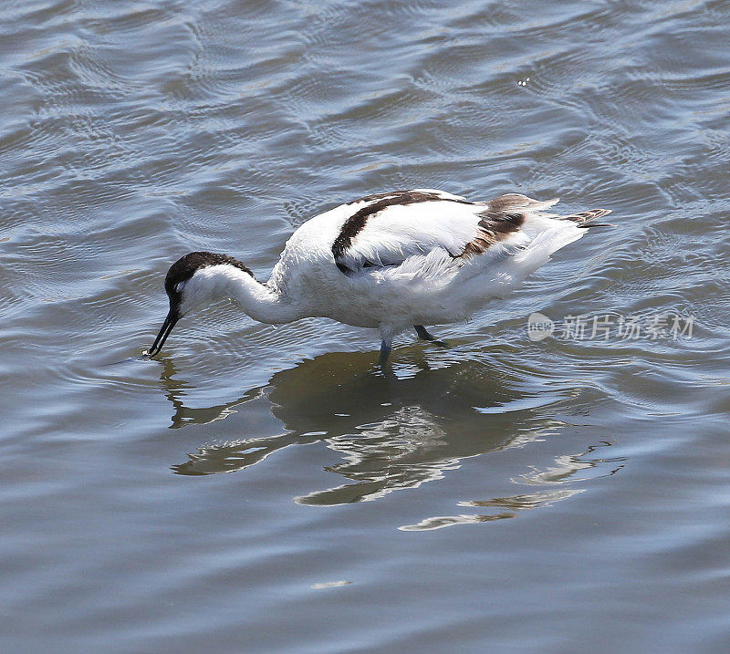 脚Avocet