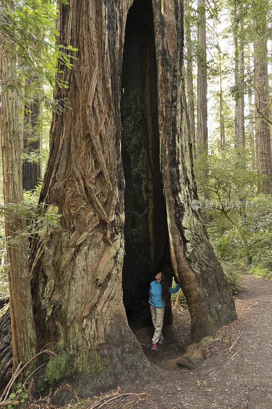 女徒步旅行者探索古老的生长森林红杉国家公园加利福尼亚