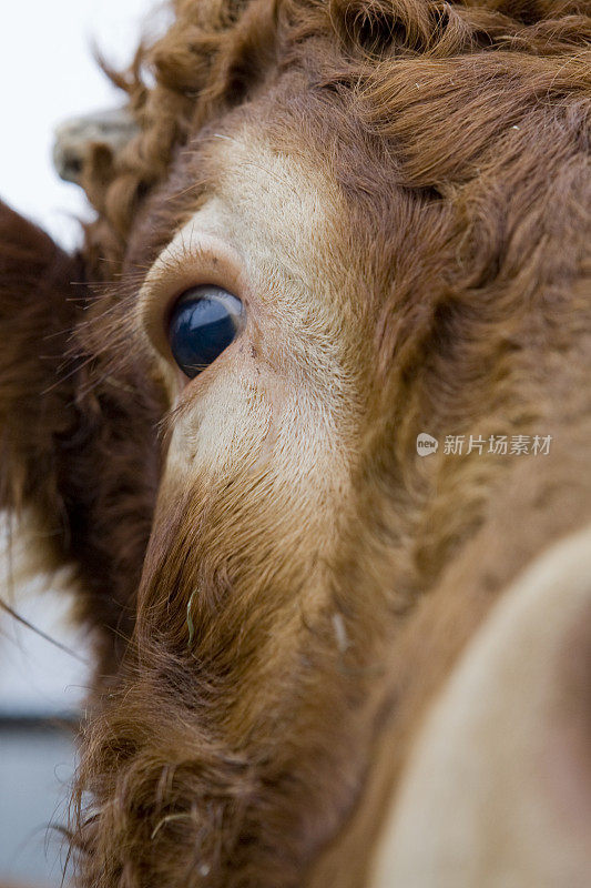 牛的眼睛