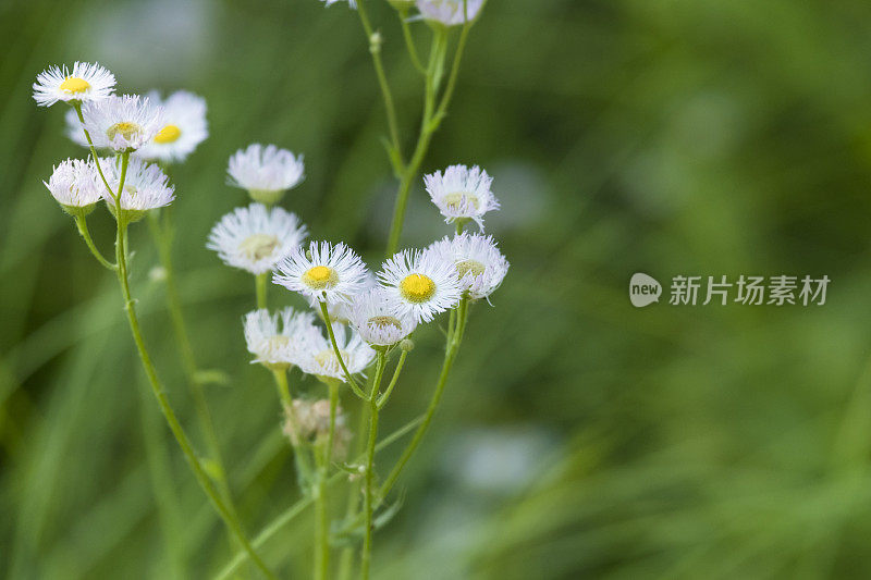 小白雏菊野花