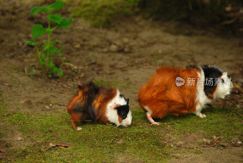 阿比西尼亚豚鼠与幼小动物。