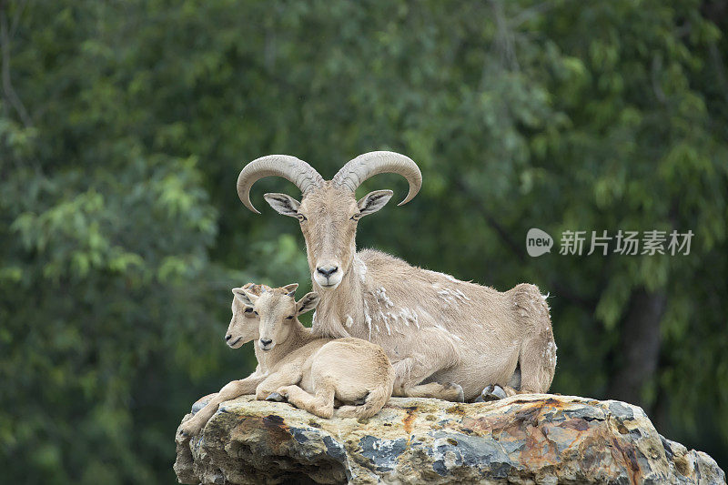 成年雌性巴巴里羊(Aoudad)与双胞胎婴儿