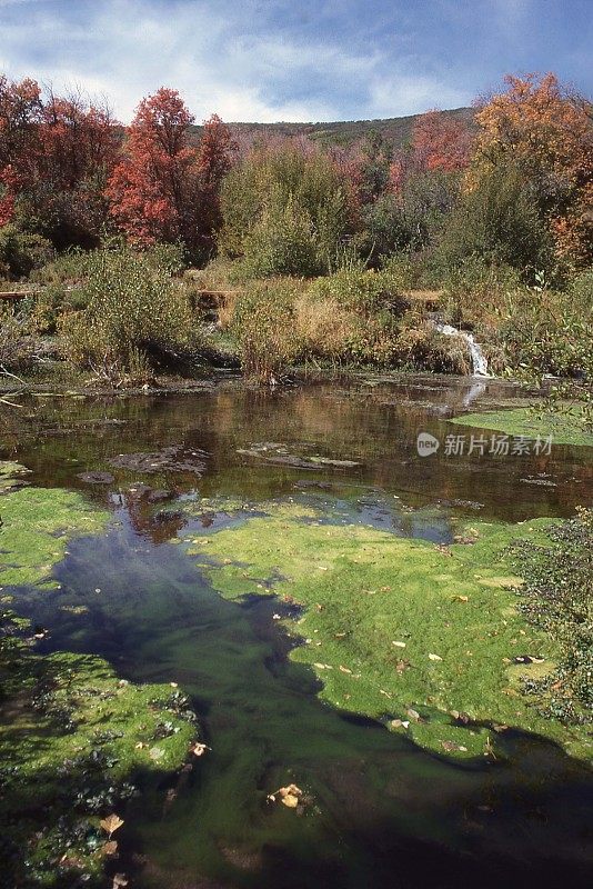 石灰华池塘和水植物在喀斯喀斯普林斯附近的Timpanogos州立公园犹他州