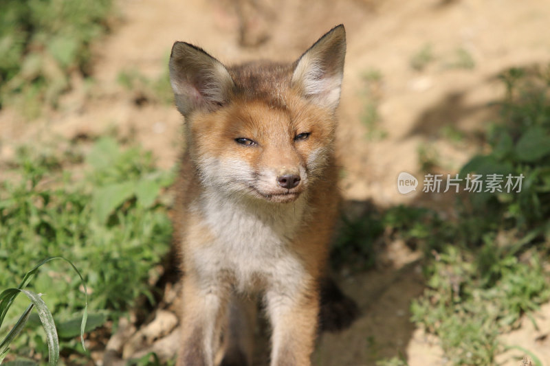 春天的小狐狸