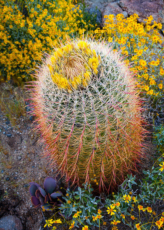 加利福尼亚桶形仙人掌(Ferocactus圆筒状)在刺蒺藜花丛中盛开-安萨-博雷戈沙漠