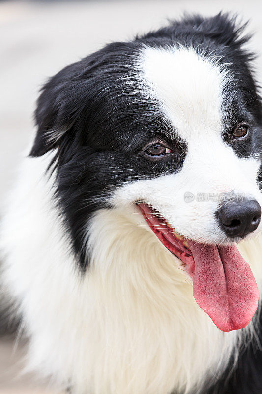 可爱的边境牧羊犬