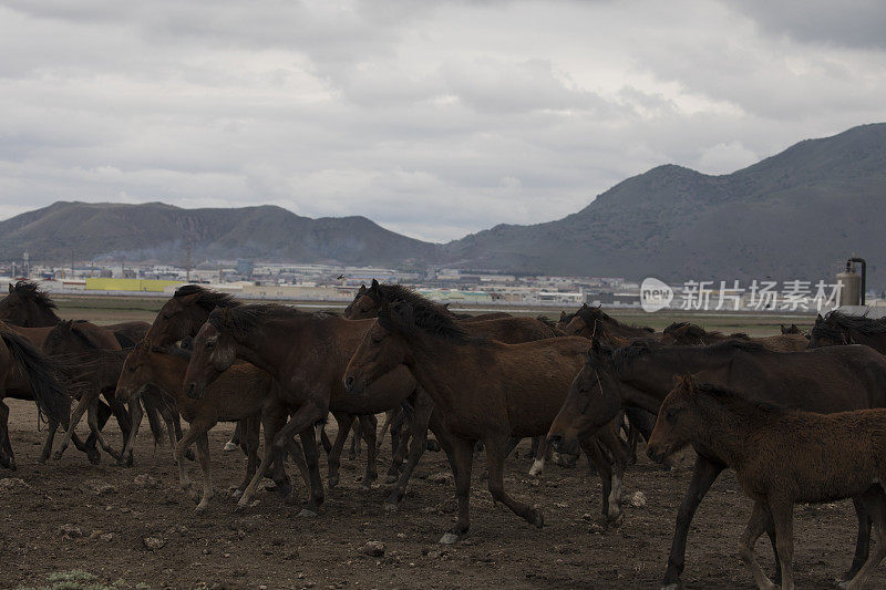 马群奔跑在沙漠沙尘暴对抗戏剧性的天空