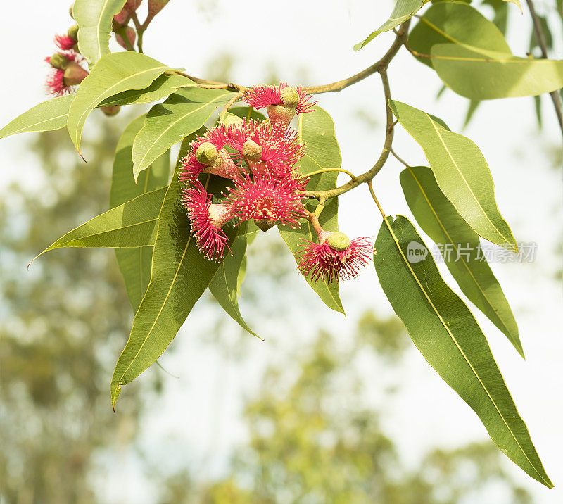 澳大利亚桉树的红色野花
