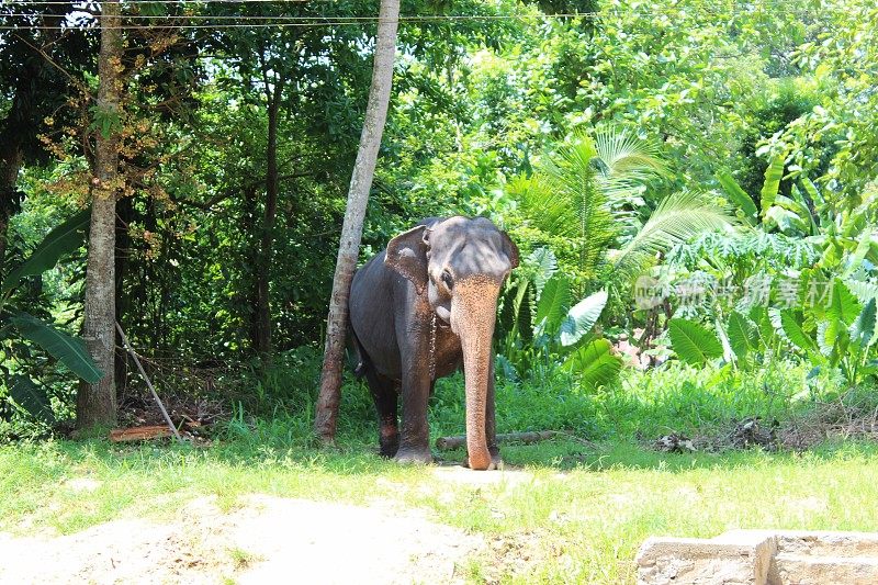 大象孤儿院的残疾大象