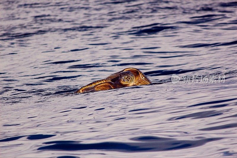 斯里兰卡，印度洋上的绿海龟正在交配