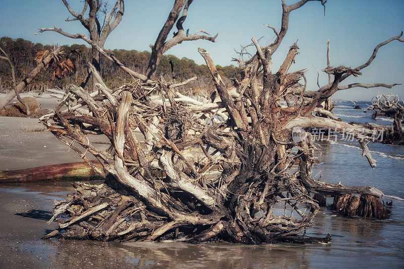 狩猎岛州海滩侵蚀海岸，倒下的树根，SC
