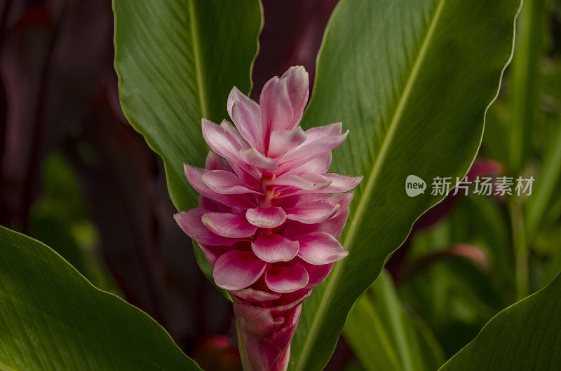 夏威夷考艾岛上的热带花卉