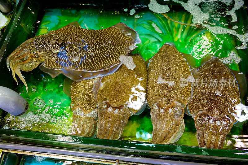 香港西贡海鲜市场鱼缸中的墨鱼