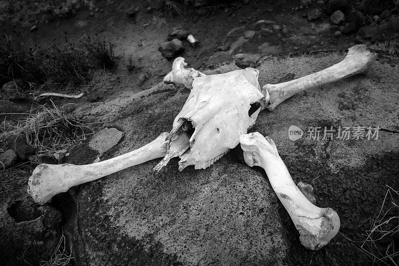 马的头骨和骨头。黑白图片