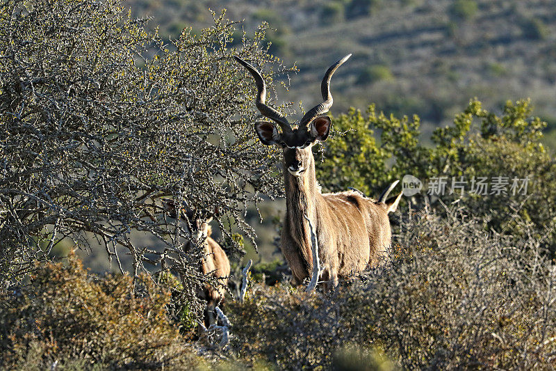 南非克鲁格国家公园的羚羊