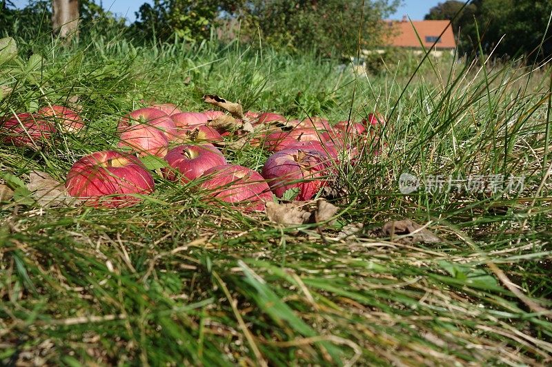 苹果园里地上的一串串红苹果