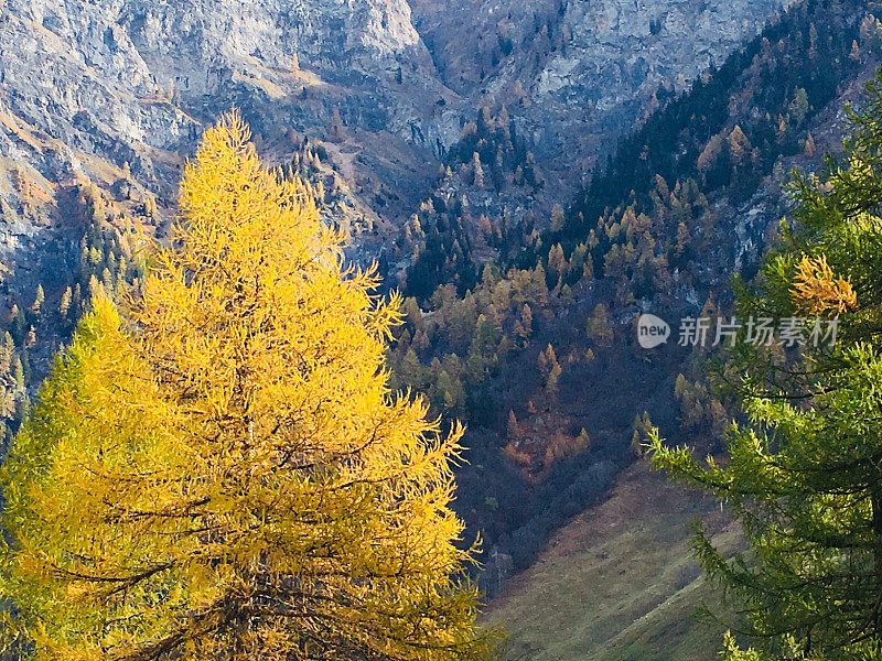 夏季印度森林在瑞士山上，树木和黄叶