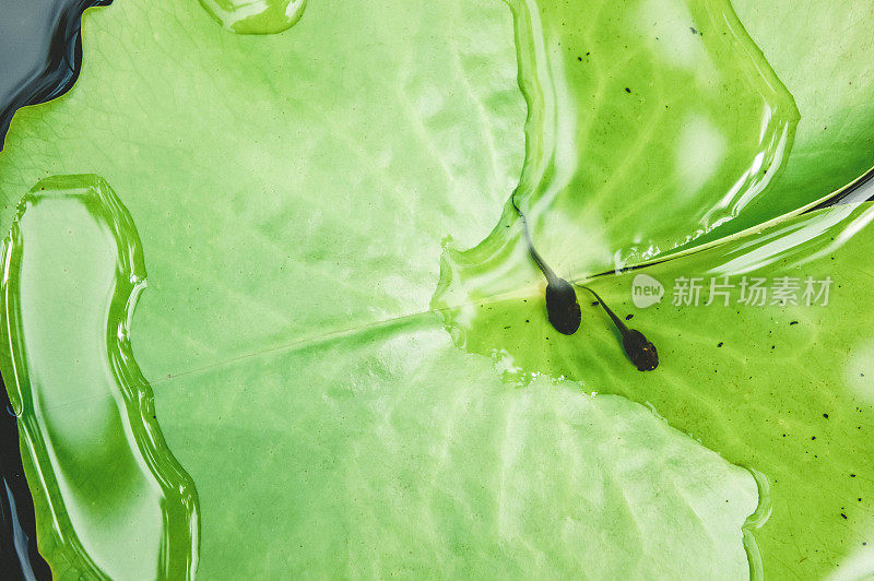 蝌蚪在池塘里的荷花上争先长出一只青蛙的生命。