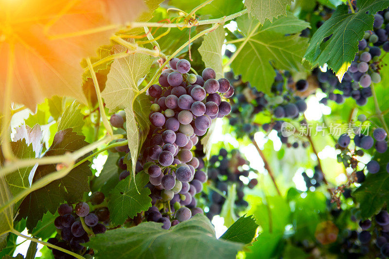 酿酒葡萄挂在葡萄藤上