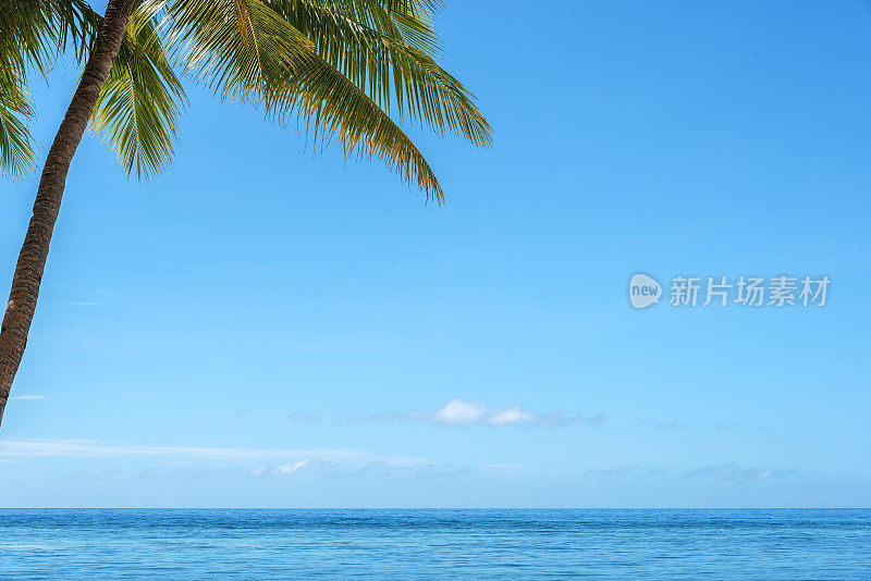 椰子树和热带海洋
