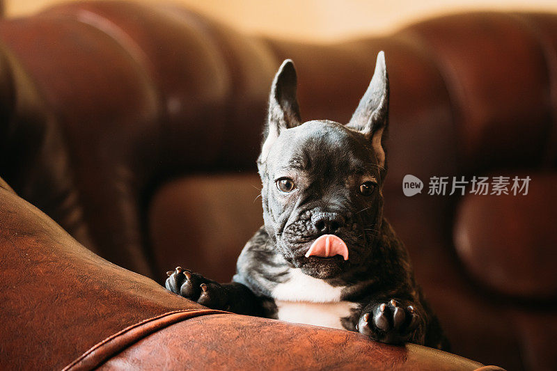 年轻的黑色法国斗牛犬和白色斑点小狗坐在室内红色沙发上