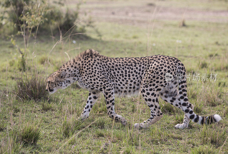 肯尼亚奥拉雷・摩托罗基保护区马赛马拉大草原猎豹狩猎，东非，非洲，