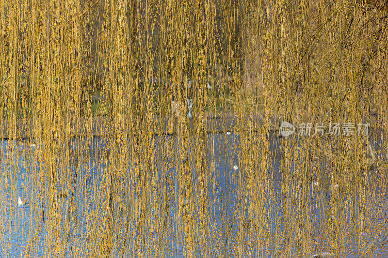 长长的柳枝悬在湖面上