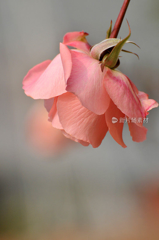 花玫瑰花朵