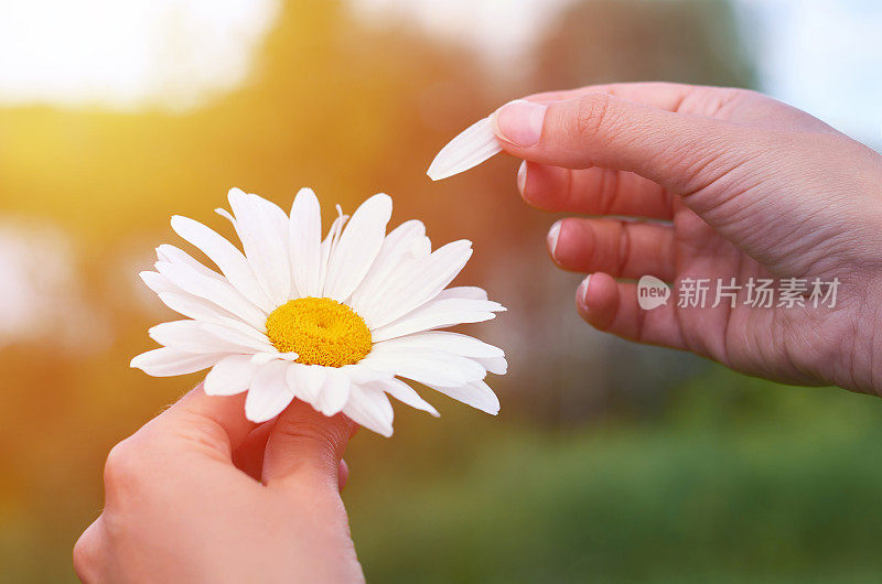 一个女孩手里拿着一朵大大的白色洋甘菊。植物疗法，享受生活的理念。,阳光
