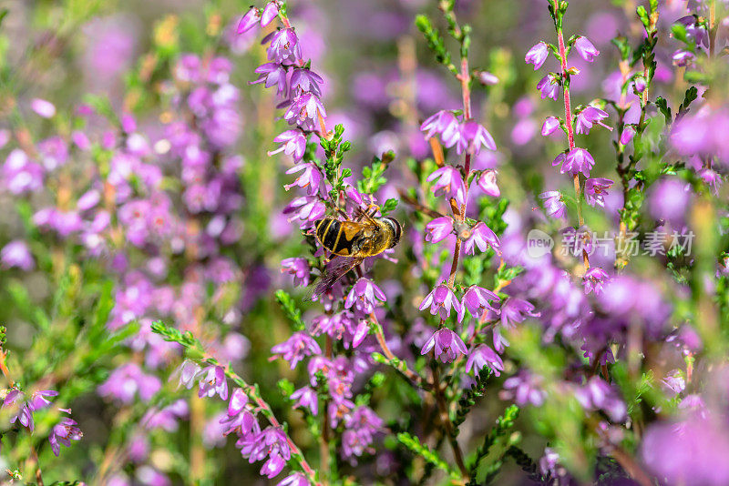 美丽的石南花授粉蜜蜂，宏观。秋天的背景。