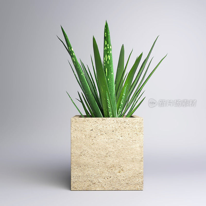 小型盆栽植物-芦荟