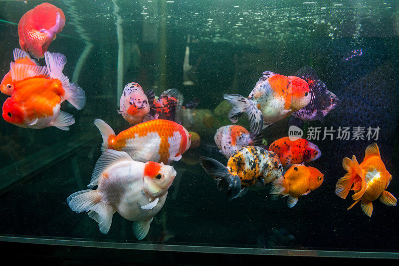 日本金鱼:兰楚金鱼，奥兰达金鱼一起玩