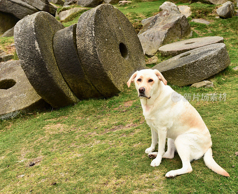 英国的拉布拉多寻回犬