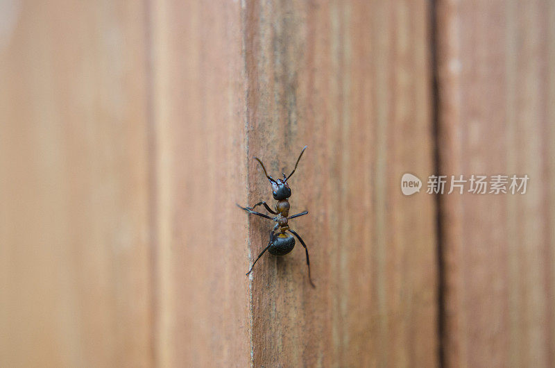 棋盘上的大蚂蚁
