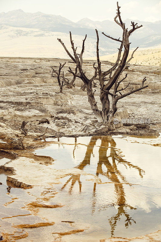 黄石国家公园的猛犸温泉