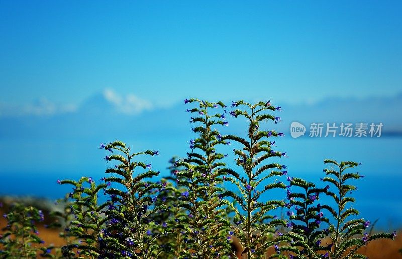 美丽的花的背景