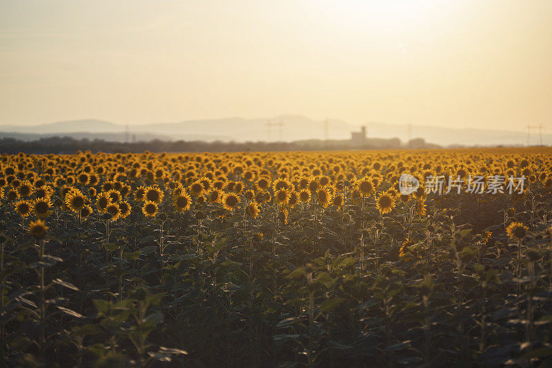 阳光明媚,黄色字段