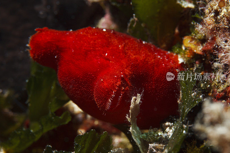 海洋生物海鞘海鞘科水下橙色海绵水肺潜水员的观点地中海