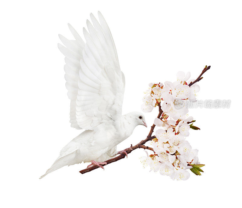 白色的飞鸽和盛开的樱桃树枝