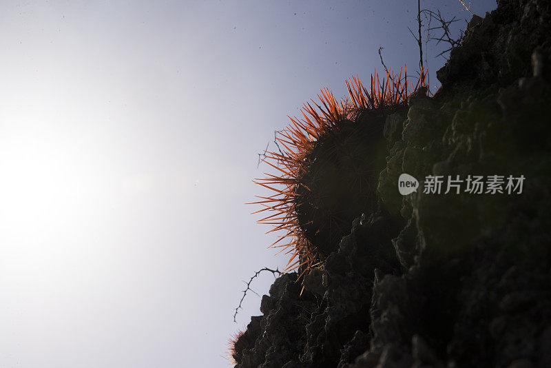 仙人掌